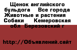 Щенок английского бульдога  - Все города Животные и растения » Собаки   . Кемеровская обл.,Березовский г.